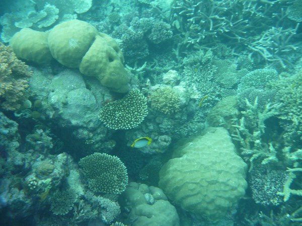 Album - Great Barrier Reef