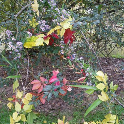 Couleurs éphémères de l'automne