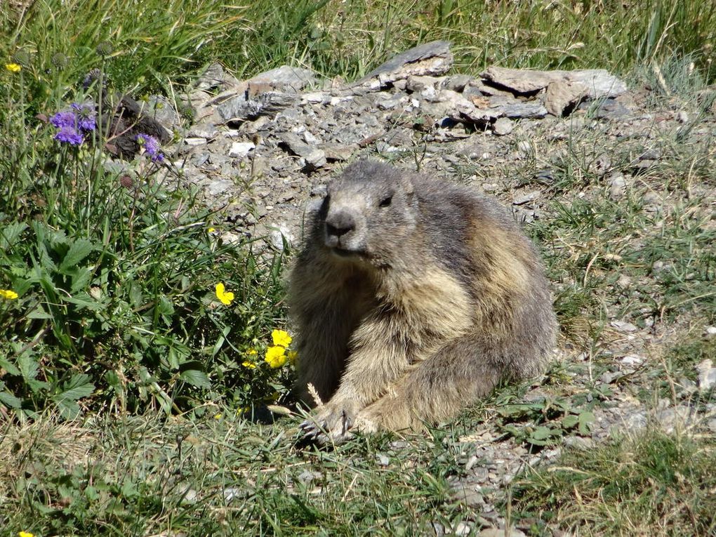 Ballade à l'Aiguille Percée à Tignes (Août 2019)