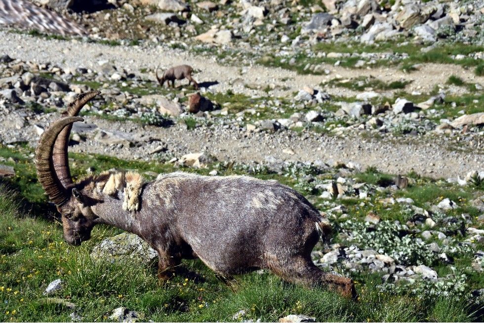 FAUNE ET FLORE DE LA MADONE DE FENESTRE (2)