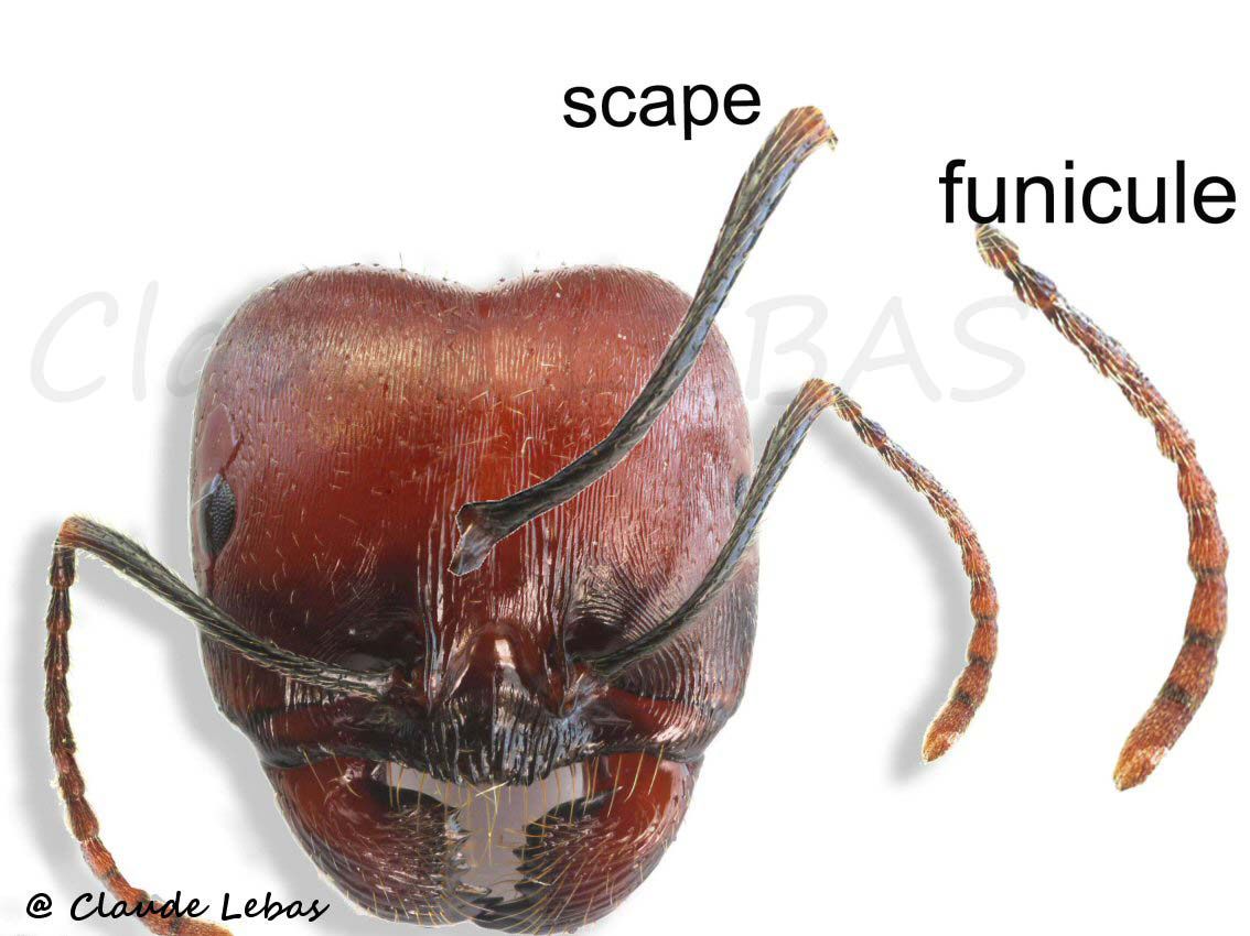 tête de fourmi avec les antennes (scape et funucule)