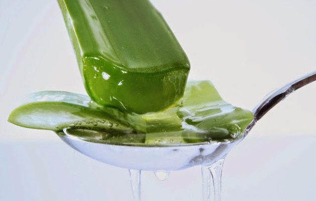 Peut on boire l'aloe vera seul pour maigrir