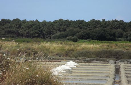 Guérande - Soleil et vent sur les marais salants : La récolte du sel a commencé
