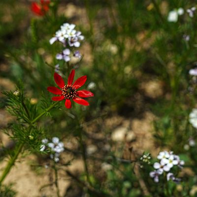 A la fin de l'été,les messicoles s'éclipsent petit à petit
