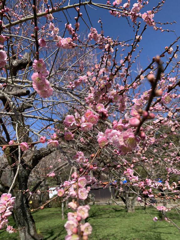 Certains arbres sont des fleurs blanches et des fleurs roses sur une même branche, d’autre des fleurs très charnus, ce sont mes préférés