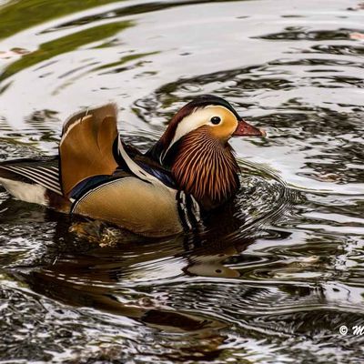 Canard mandarin