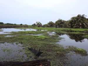 Biotope du Canard de Hartlaub et de la Rynchée Peinte, Assouinde en saison sèche, de mars 2018, Côte d'Ivoire