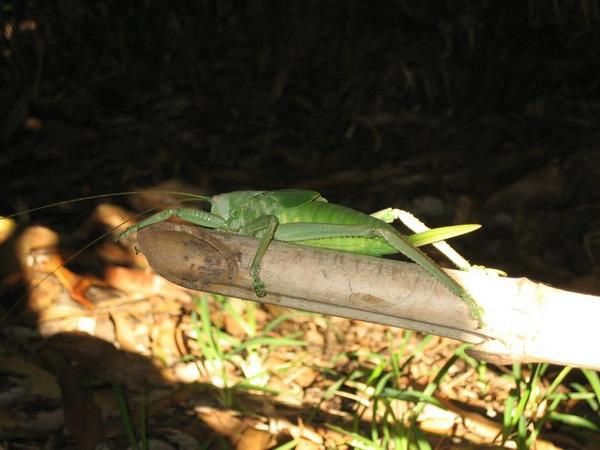 Album - les-animaux-en-caledo