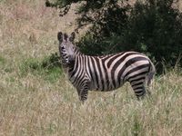 Serengeti - entre Kleins Gate et Seronera