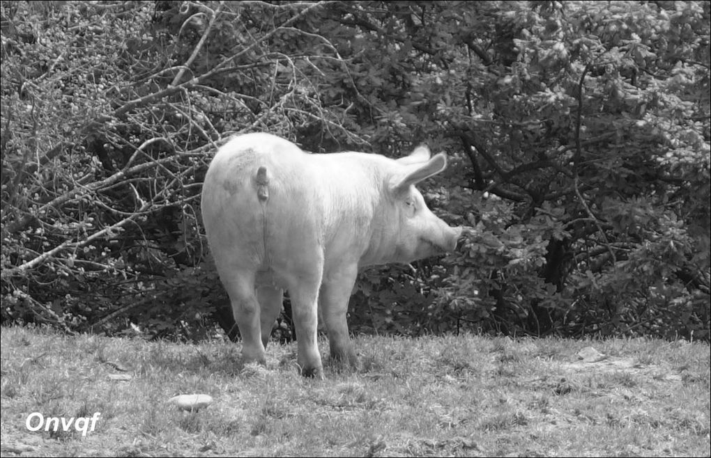 Randonnée à Orist AA