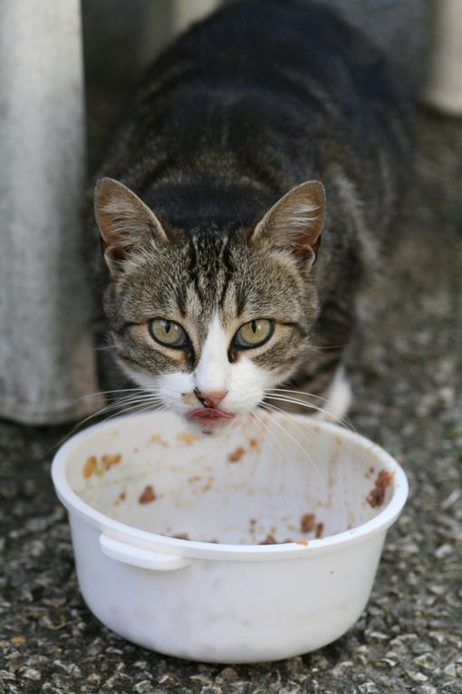 Voici un florilège de nos chats en plein repas !
L'ensemble de nos bénévoles nourrisent régulièrement les chats dans les rues de Saint Martin, leur procurant l'aide dont ils ont besoin.