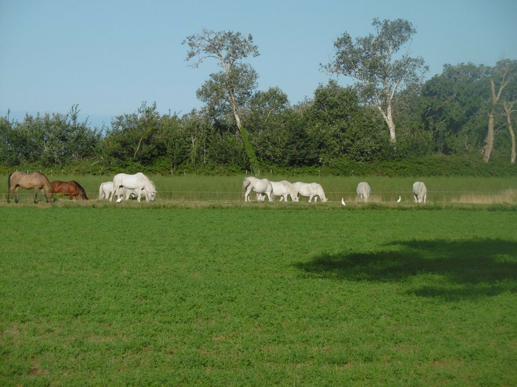 la Camargue - l'Etang de Vaccarès - Domaine de Méjanes - Flamants rose - Taureaux - Chevaux - Arènes