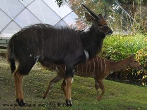 Alpenmurmeltier, Nyalas, Sonnensittich, Blauflügel-Jägerliest, Wildhund, Himalaya-Tahr, Elefantendame