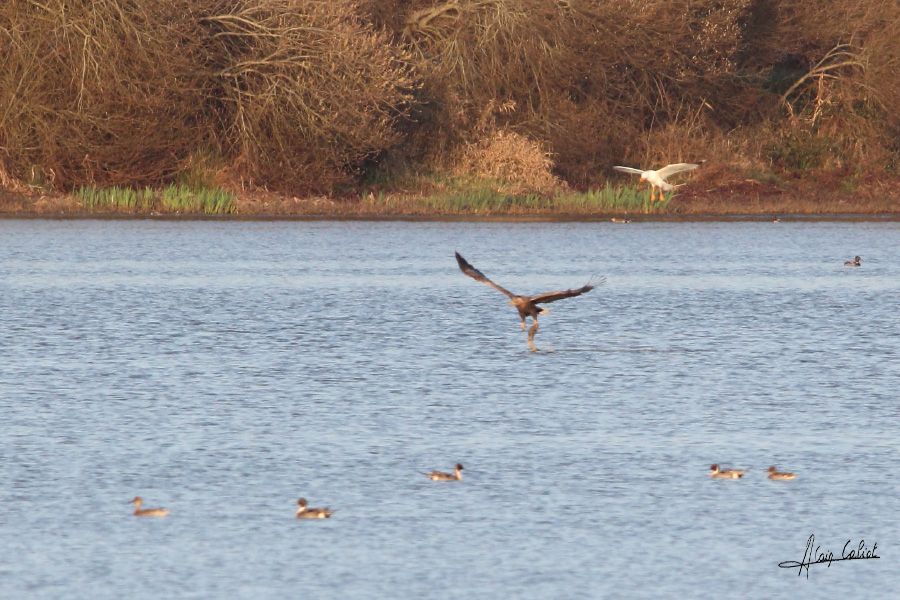 Aigle Pygargue à queue blanche