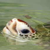 Sea Turtle Conservation Center à Sattahip - Noy et Gilbert en Thaïlande