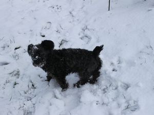 Et oui, je vous présente mon chien : Ringo <3 :) [et oui... il aime beaucoup la neige^^]