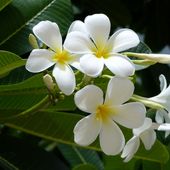 Fleurs du jour (24-04) - Noy et Gilbert en Thaïlande