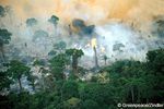 Brésil: les écologistes demandent le véto de la présidente contre la loi favorisant la déforestation