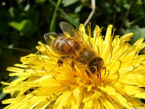 En quête de pollen (part2)