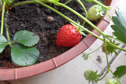 fraises du balcon enfin rouges !