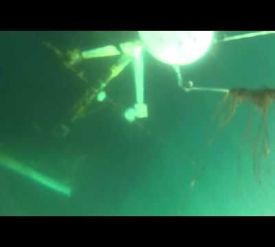 Le Celacante a coulé