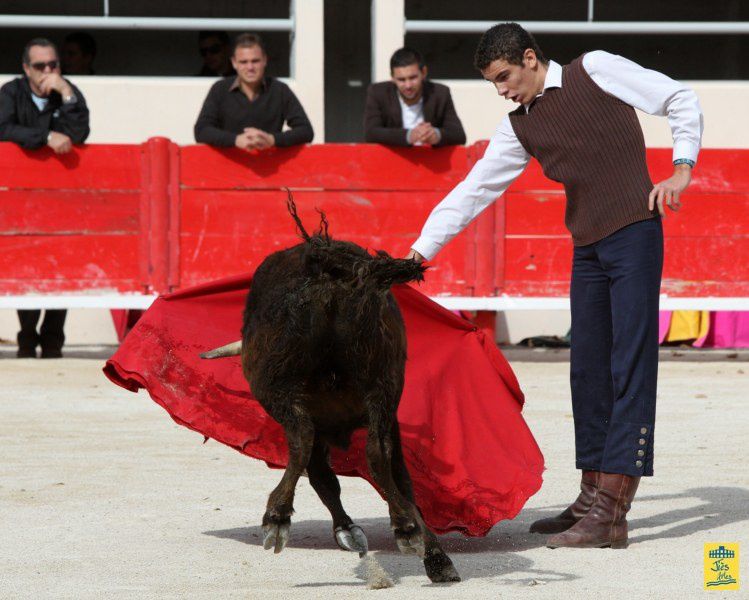 St-Martin-de-Crau Samedi 8 octobre 1011 Journée du Revivre de la Feria de la Crau Tienta de macho et de vacas et Lidia de 4 toros Ganaderias : Giraud-Malaga-Yonnet