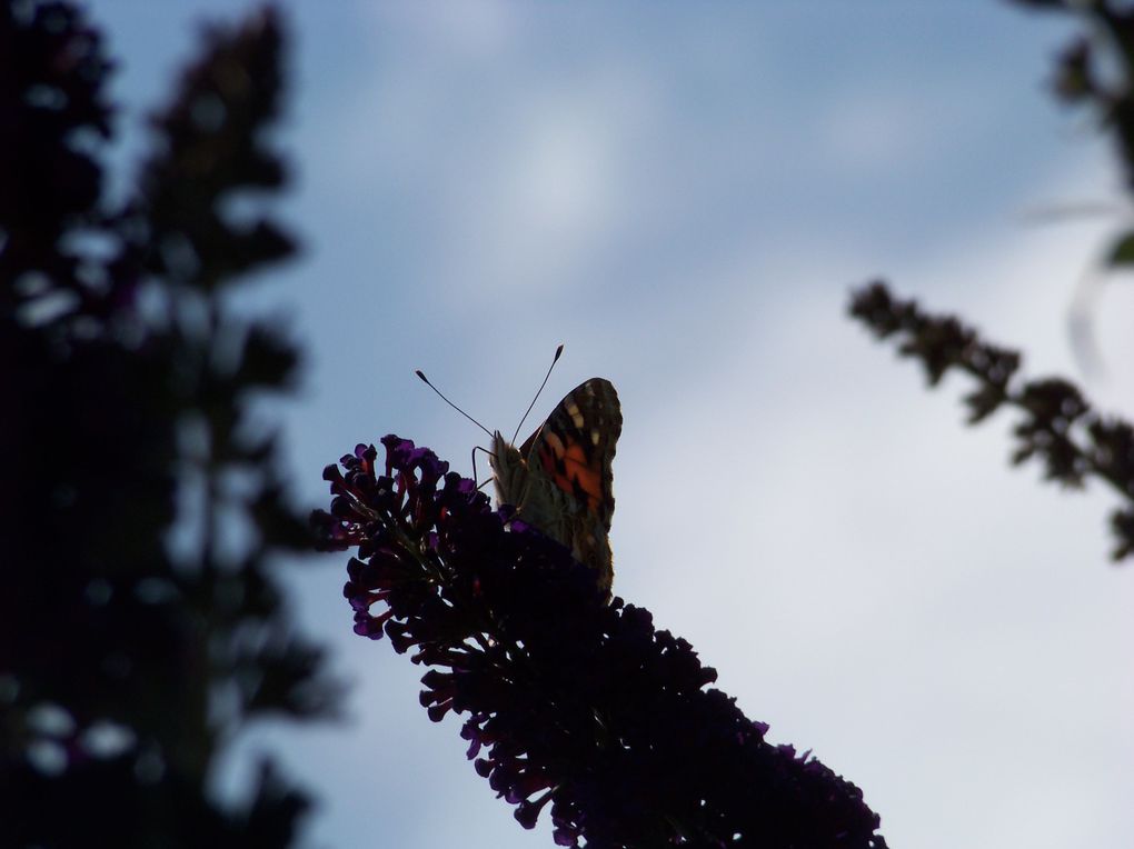 Album - Florilège de papillons