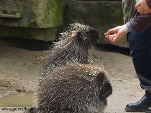 Elche, Girgentana-Ziege, Katzenbär, Skudde mit Nachwuchs, Baumstachler