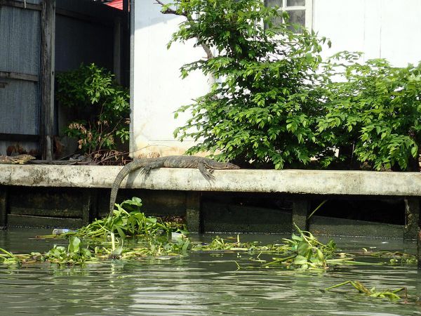 Les canaux de Bangkok sur un long tail boat