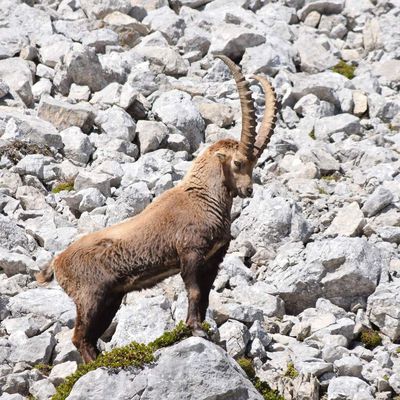 Bouquetins des Alpes