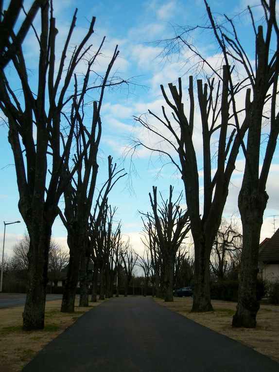 Dans le respect des arbres! Ne pas voir celà négativement, nous nous trouvons en milieu urbain. C'est une nécessité pour les préserver au mieux...