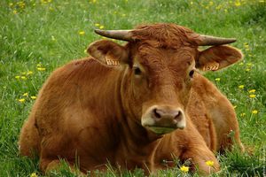 Une des meilleurs race de qualité bouchére La Limousine