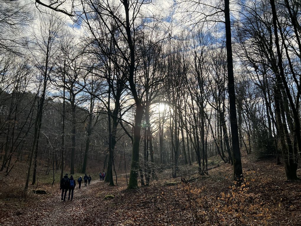 Randonnée en boucle en forêt de Dourdan - 17 km.