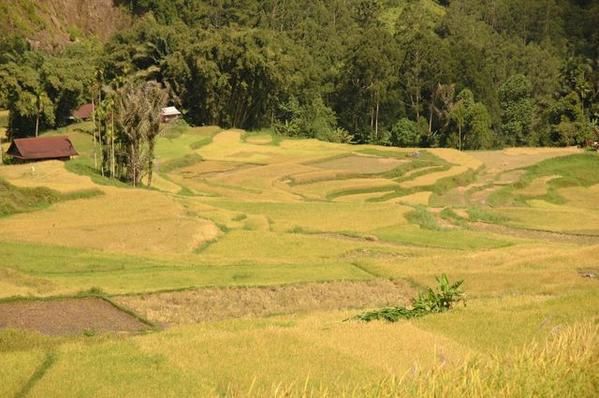 Album - Indonesie - Toraja Paysages