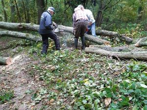 Etat de la rigole entravée. Silvère à la tronçonneuse, Alain et Jean-François débardent.