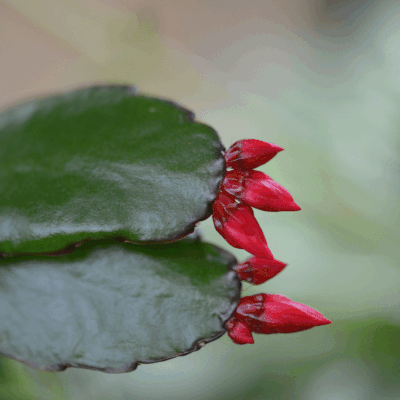 Les cactus de Pâques ...