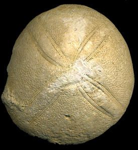 Réunion de préparation du prochain ouvrage de l'APBA