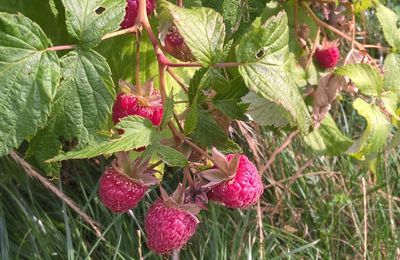 Vinaigre de framboise