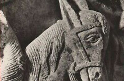 Petit âne mendiant et gris