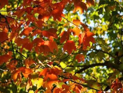 Vos petits points (1).