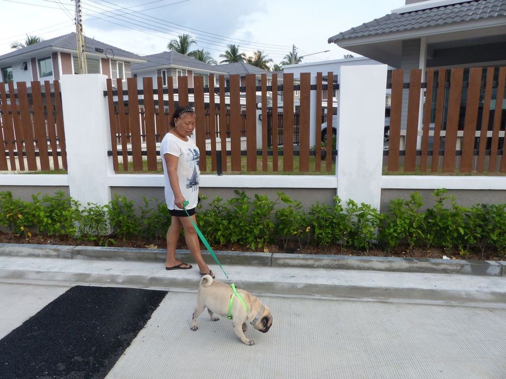 Notre chien est un peu cabot...