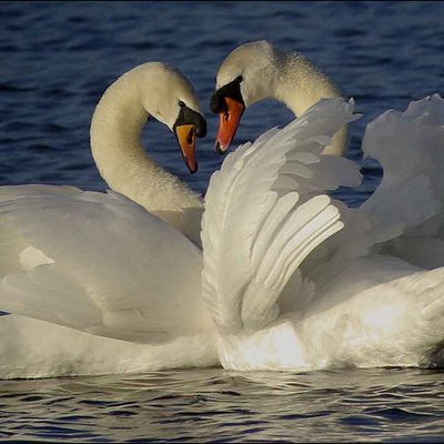 les cygnes