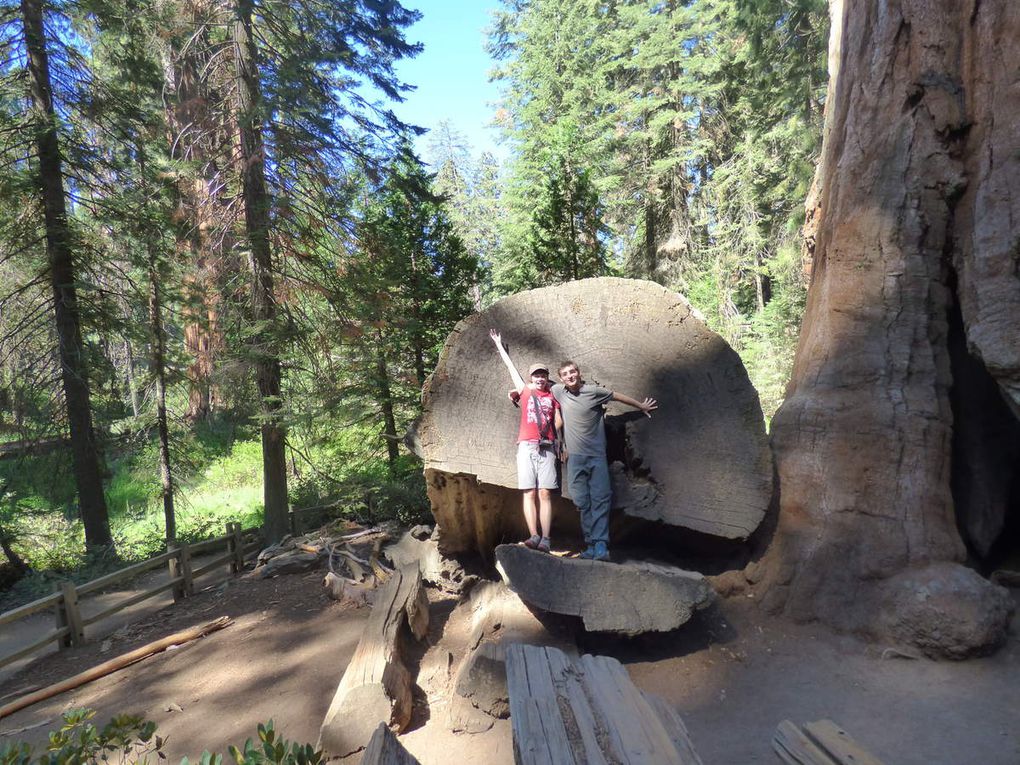 Road trip aux USA, étape 10 : Sequoia park, aux pays des géants