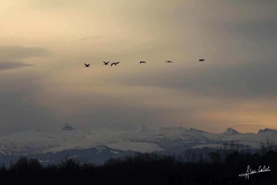 Grues cendrées