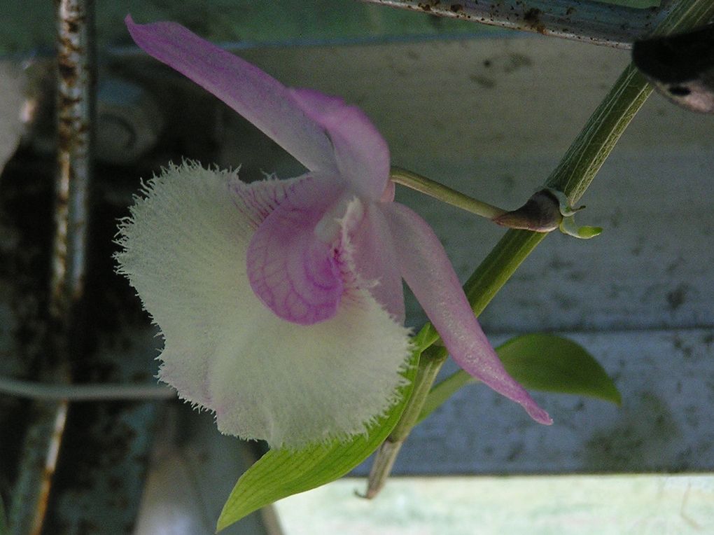 Les orchidées qui illustrent cet album ont efféctués un passage plus ou moins long et pour des raisons diverses à "Orchidium-Vaunage" : départ en vacances, indisponibilité passagère, convalescence.
La plupart ont couronnés leur séjour de su