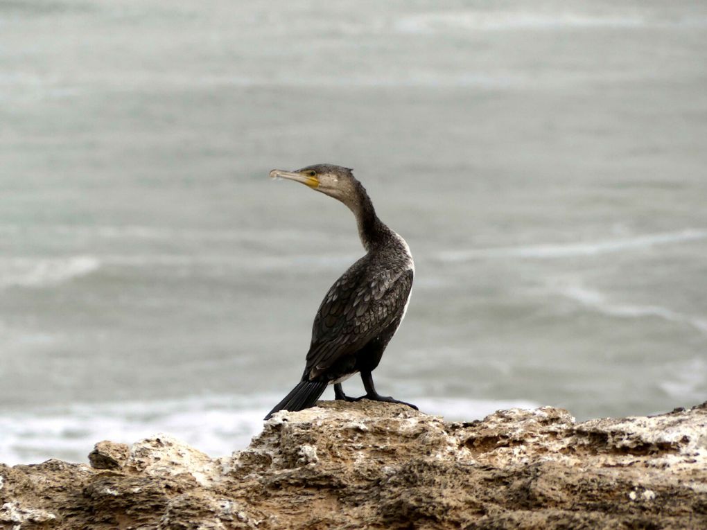 Cormoran à poitrine blanche - Phalacrocorax lucidus - White-breasted Cormorant