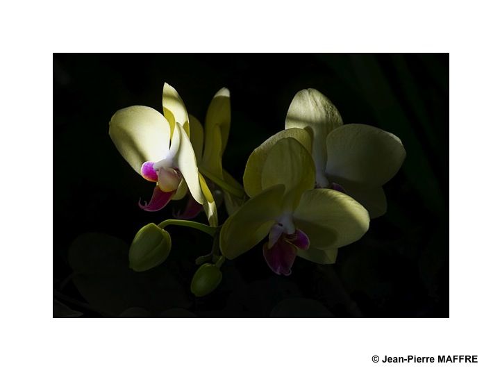 Les lumières évanescentes magnifient et renouvellent la beauté fragile des orchidées.