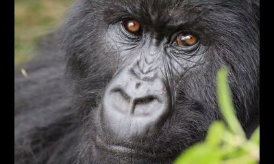 Visite des Gorilles au pays des mille collines - THE Video