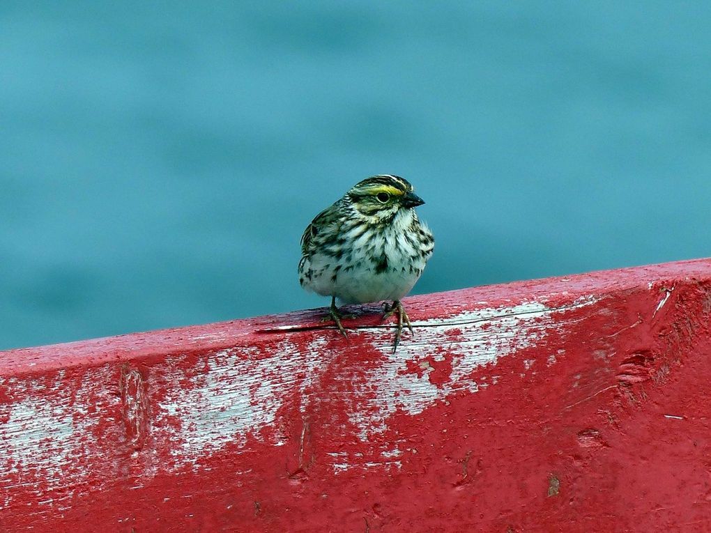 Oiseaux d'Amerique du Nord et Centrale 