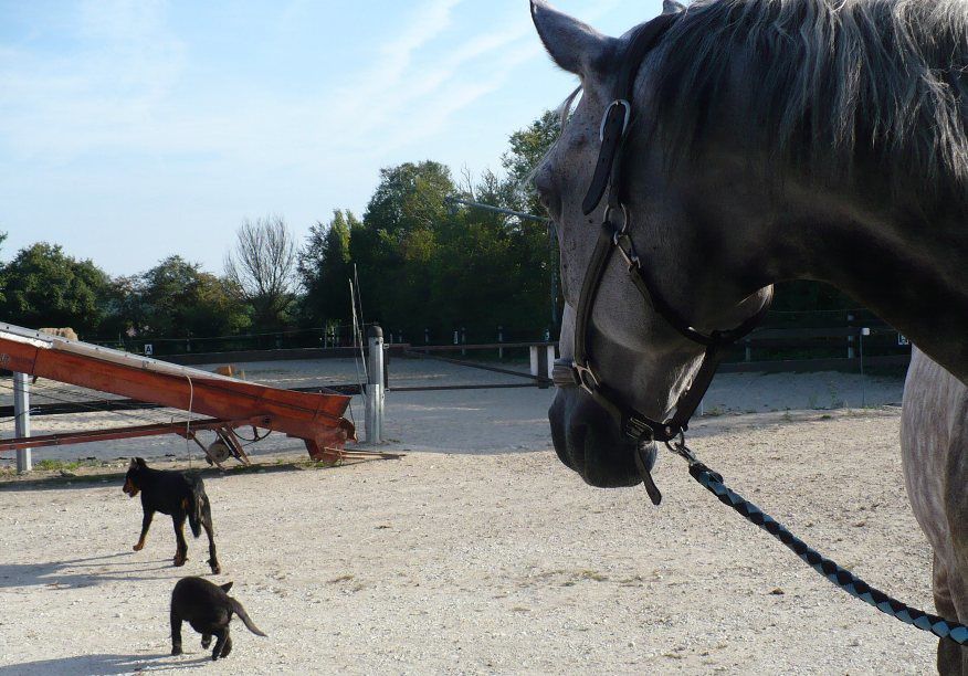 un cheval en pension pour deux mois, quelques séances de dressage en amazone ou à califourchon, un cheval au pré...Kitano, dit Lulu!